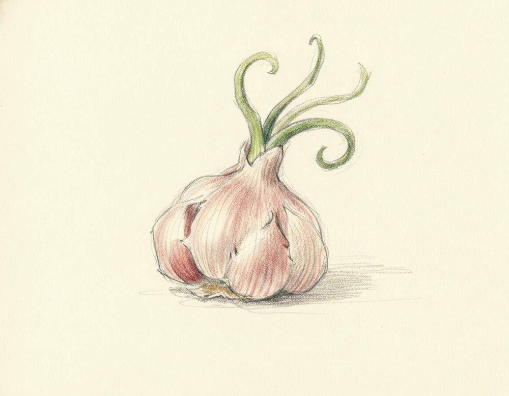 Aglio di Resia