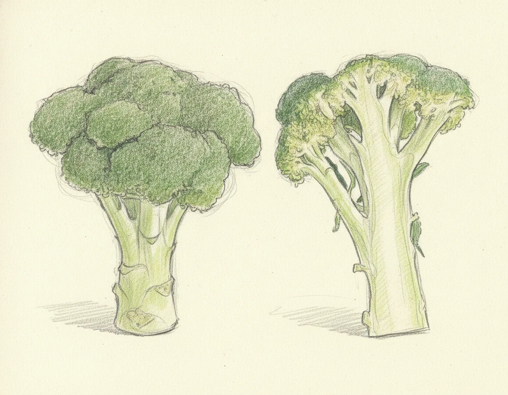 Broccolo Aprilatico di Paternopoli