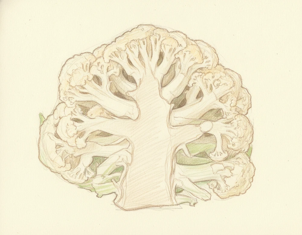 Cavolfiore di Moncalieri