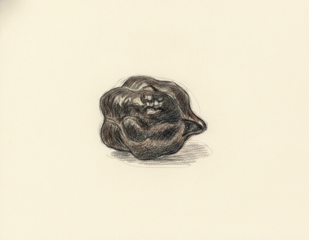 Cece Nero della Murgia Carsica