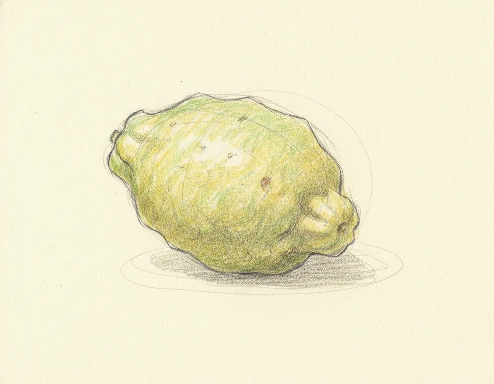 Cedro di Santa Maria del Cedro DOP
