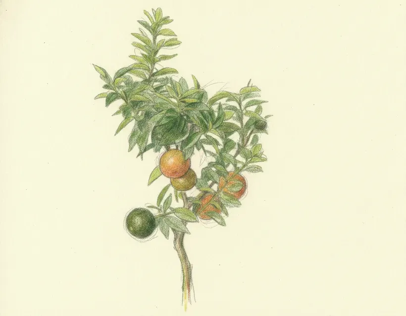 Chinotto di Savona