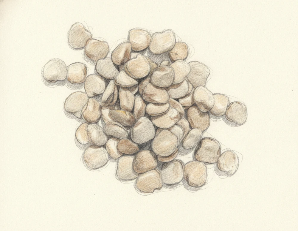Cicerchia di Serra de Conti