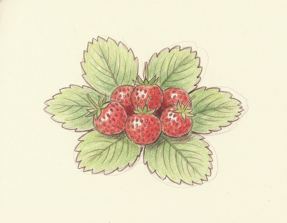 Fragola di Tortona
