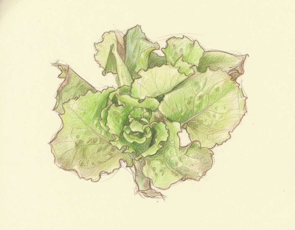 Insalata di Lusia IGP