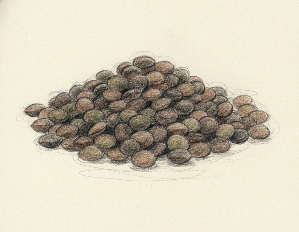 Lenticchia di Ustica