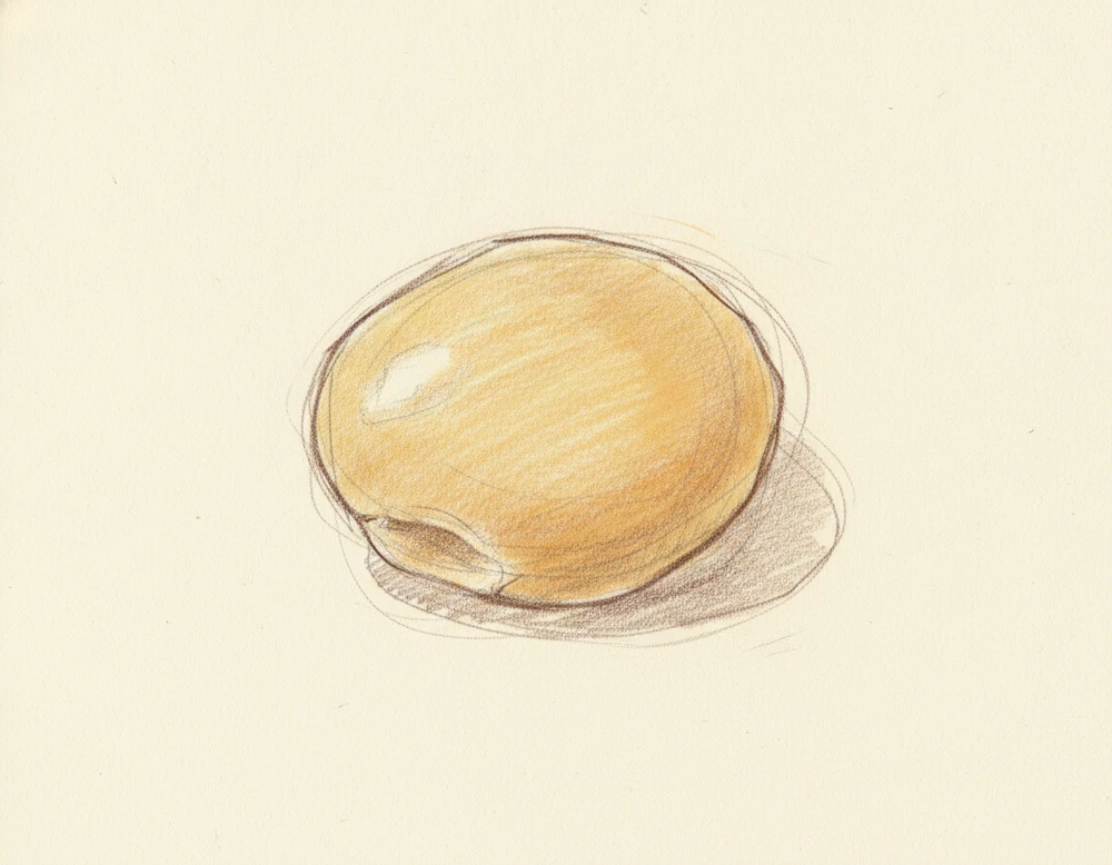 Lupino Gigante di Vairano