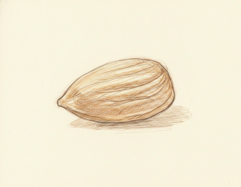 Mandorla di Toritto