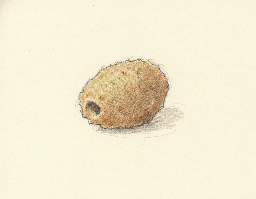 Oliva Ascolana del Piceno DOP