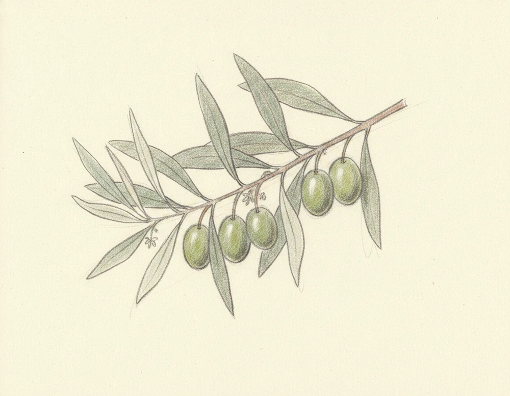 Oliva Bianchera