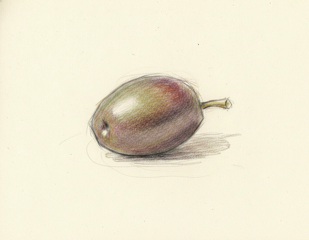 Oliva Caiazzana da Mensa