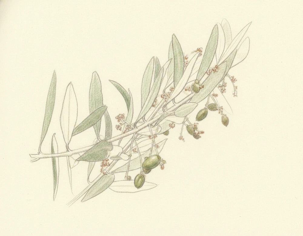 Oliva Minuta