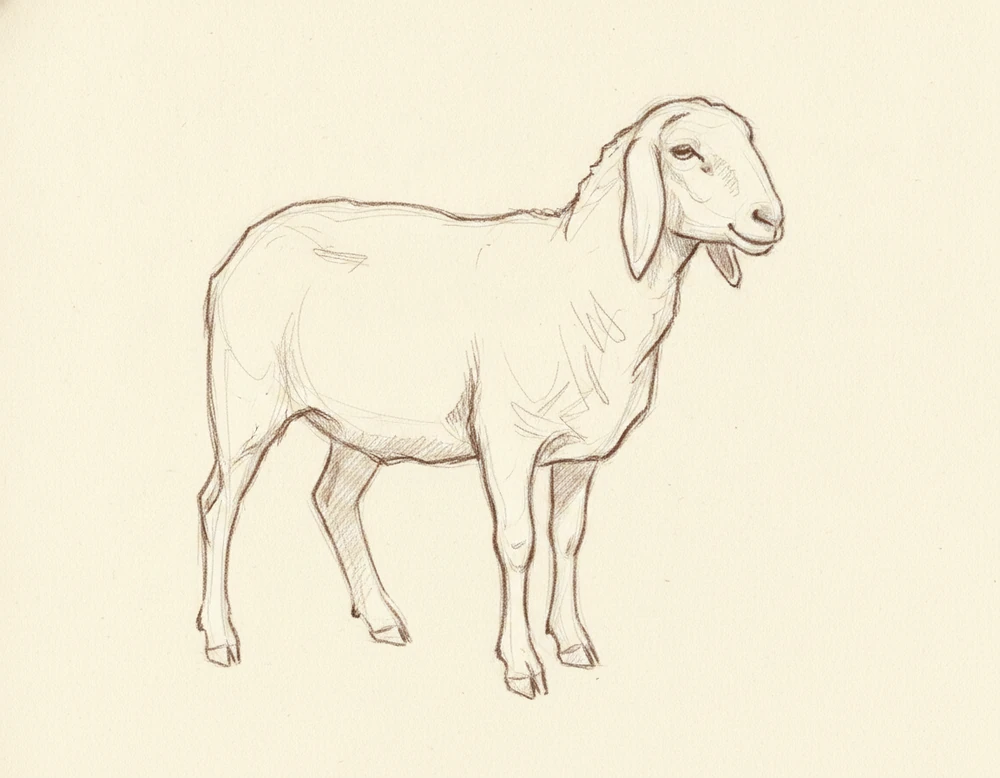 Pecora Brianzola