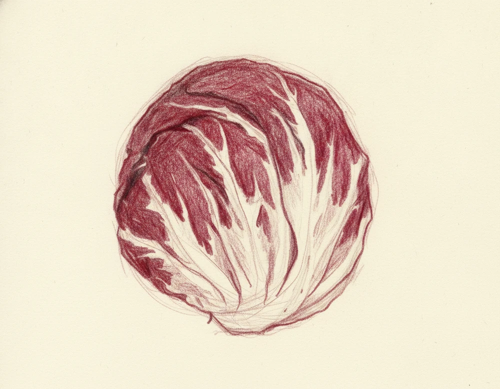 Radicchio di Chioggia IGP