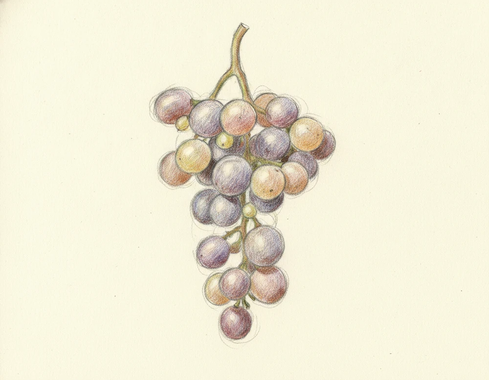 Uva da tavola di Canicattì IGP